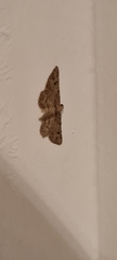 Lepidoptera