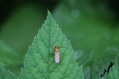 Psila fimetaria