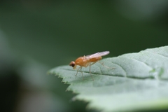 Psila fimetaria