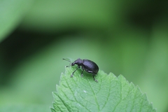 Liophloeus tessulatus