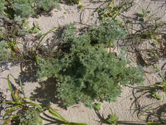 Artemisia capillaris