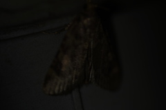 Aglossa