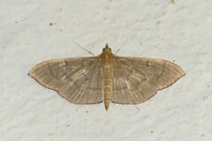 Poliobotys ablactalis