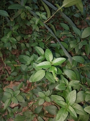 Dyschoriste depressa