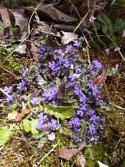 Ajuga decumbens
