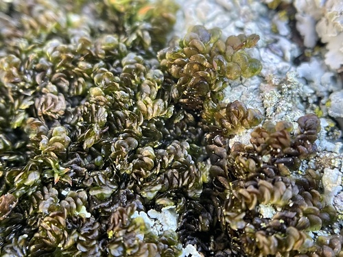 Frullania trinervis