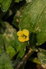 Mecardonia procumbens