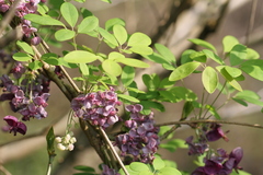 Akebia × pentaphylla
