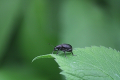 Liophloeus tessulatus