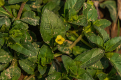 Mecardonia procumbens
