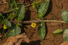 Mecardonia procumbens