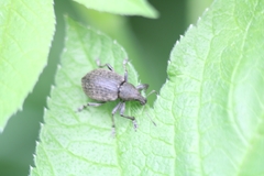 Liophloeus tessulatus