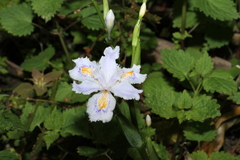 Iris japonica
