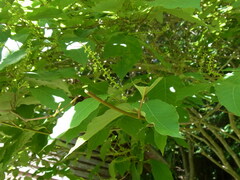 Neoshirakia japonica