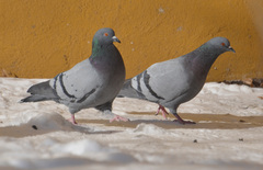 Columba livia