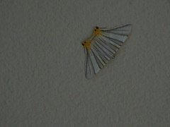 Phrygionis platinata