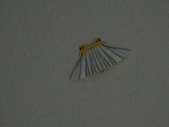 Phrygionis platinata