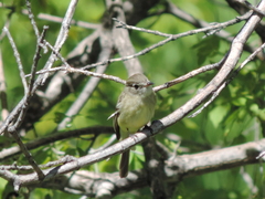Empidonax occidentalis