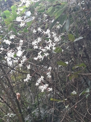 Clematis crassifolia