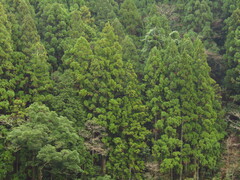 Cryptomeria japonica