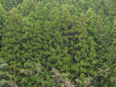Cryptomeria japonica