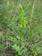 Sceptridium multifidum