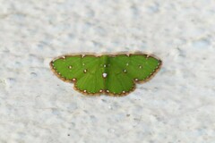 Argyrocosma inductaria