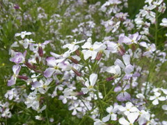 Raphanus sativus raphanistroides