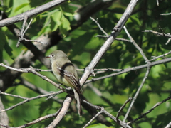 Empidonax occidentalis