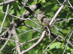 Empidonax occidentalis