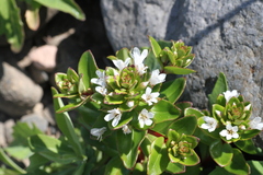 Lysimachia mauritiana