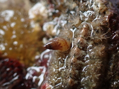 Crisilla semistriata