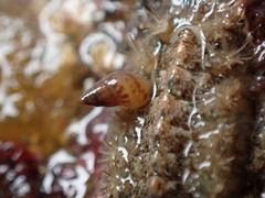 Crisilla semistriata