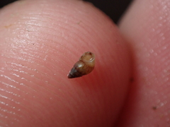 Crisilla semistriata