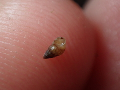 Crisilla semistriata