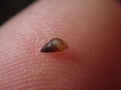 Crisilla semistriata