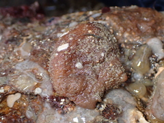 Pyura microcosmus
