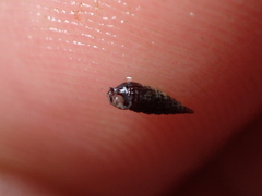 Cerithiopsis tubercularis