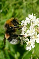 Bombus lucorum