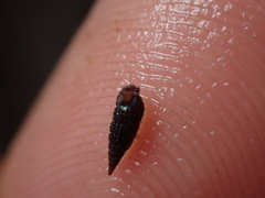 Cerithiopsis tubercularis