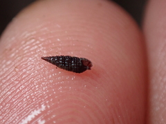 Cerithiopsis tubercularis