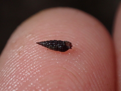 Cerithiopsis tubercularis