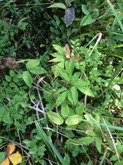 Anemonoides trifolia