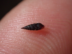 Cerithiopsis tubercularis