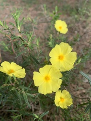 Cistus calycinus