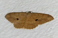 Luxiaria mitorrhaphes