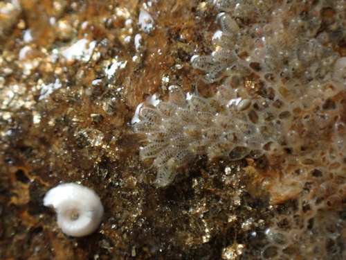 Representative image of Membraniporella