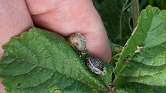 Monacha obstructa