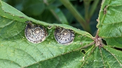 Monacha obstructa