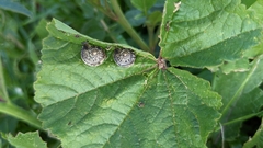 Monacha obstructa
